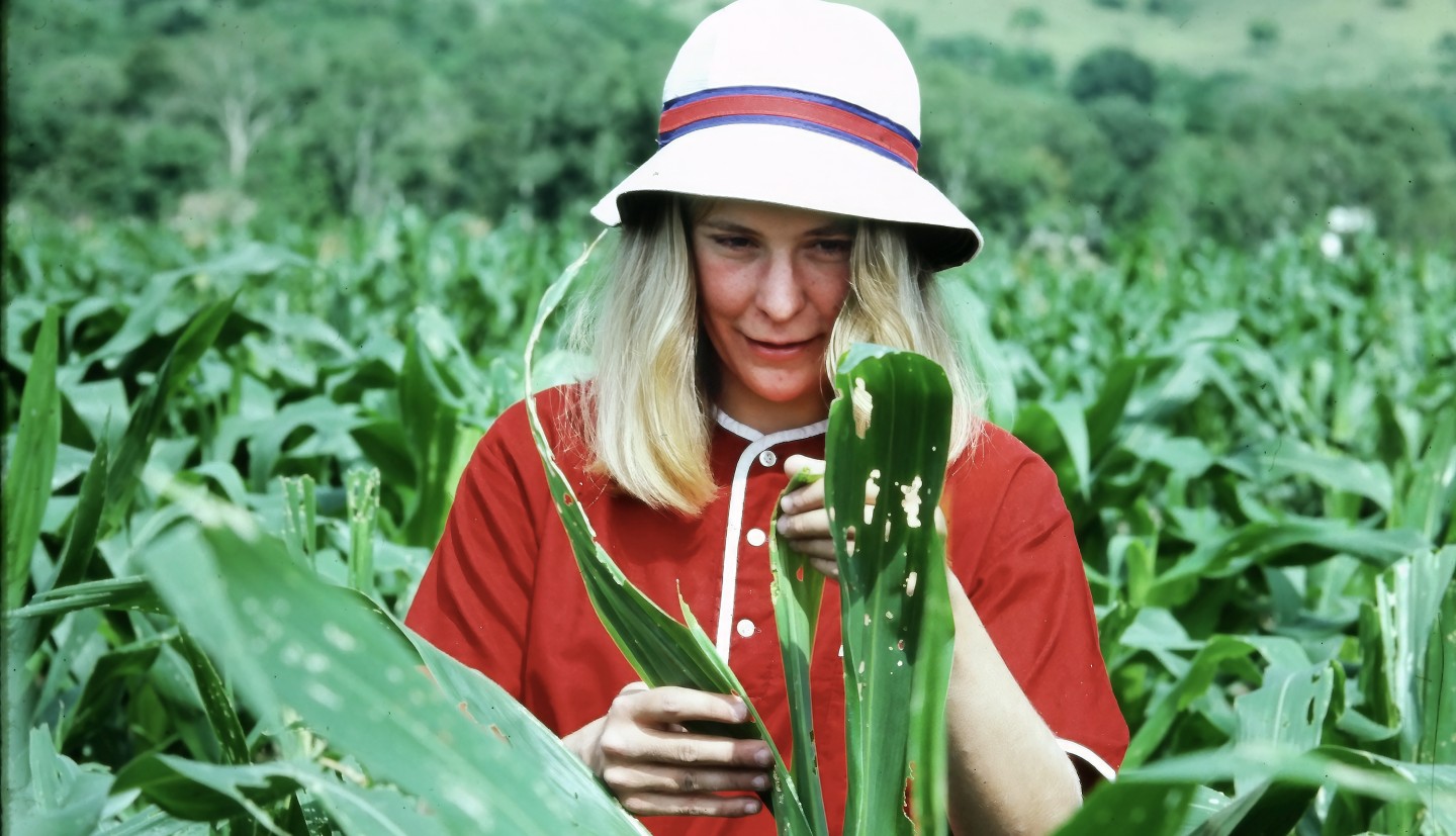 Young woman in a corn field