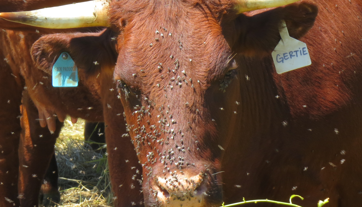 A brown bull stares at the camera from 10 feet away, its face covered with flies.