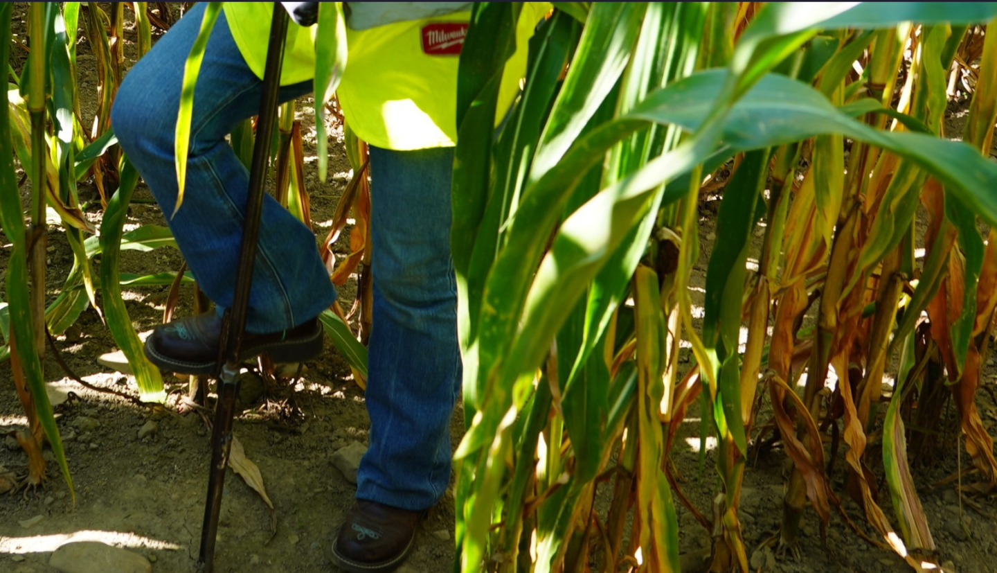 A person pushing down on a soil core collector with their foot.