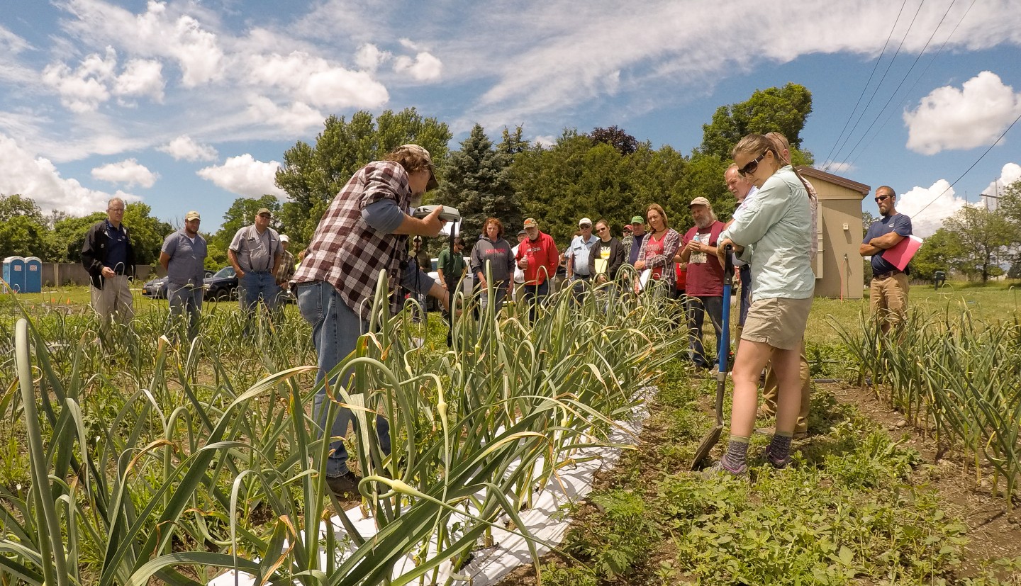 Crystal Stewart Cortens inspecting garlic at field day