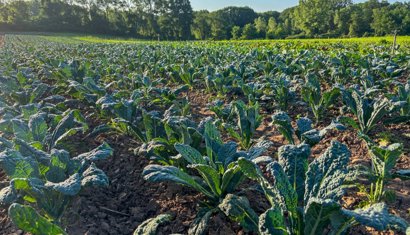 A field of kale