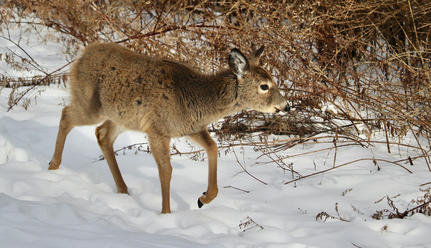 Deer in snow