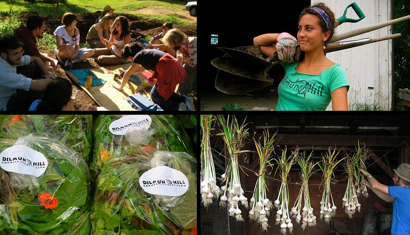 A group of students at the farm, garlic in the barn, greens packaged for sale