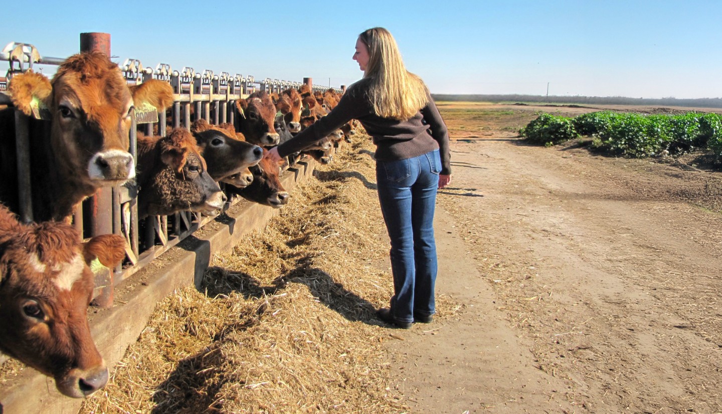 a woman pets a cow in a field