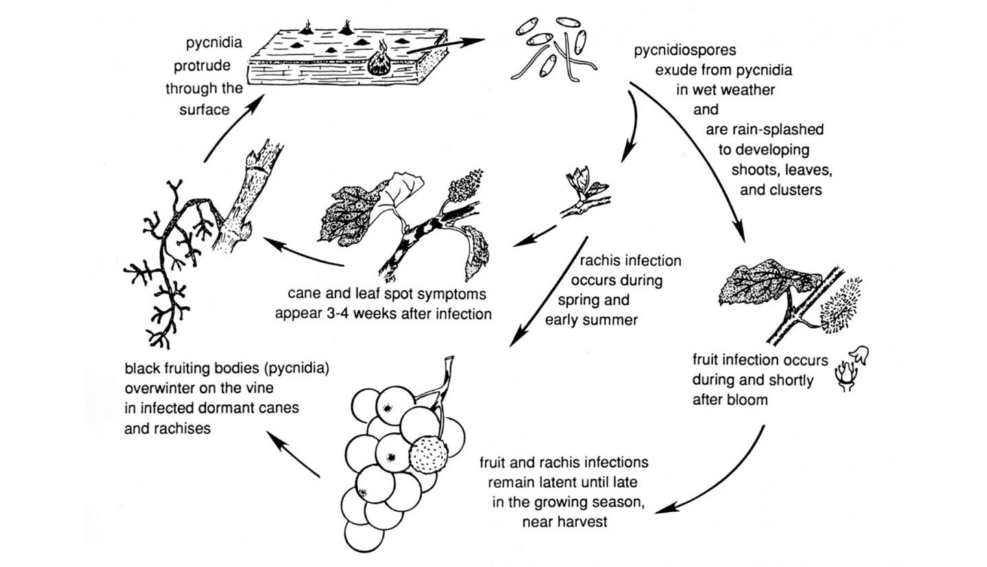 A black and white clockwise diagram of the phomopsis cycle. It begins with a picture of pycnidiospores that infect the grape during wet weather. Then it goes to an infected rachis and leaf, where initial infection occurs at blooming. Then it goes to a spotted rachis and an infected cluster, which become infected close to harvest. Both images go to a blackened cane, where phomopsis overwinters. It loops back to an image of fungal bodies on a cane’s surface (pycnidia), which begins the cycle over again. 