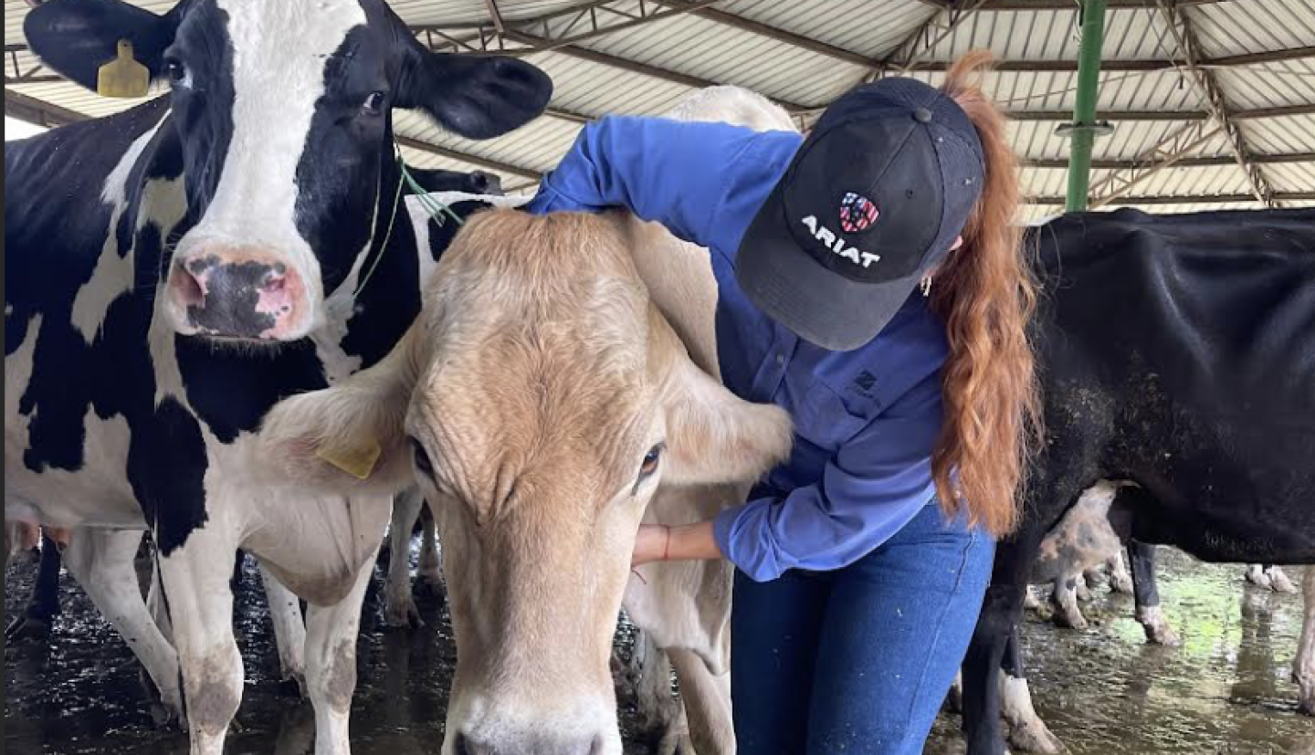 A woman tends to cattle.
