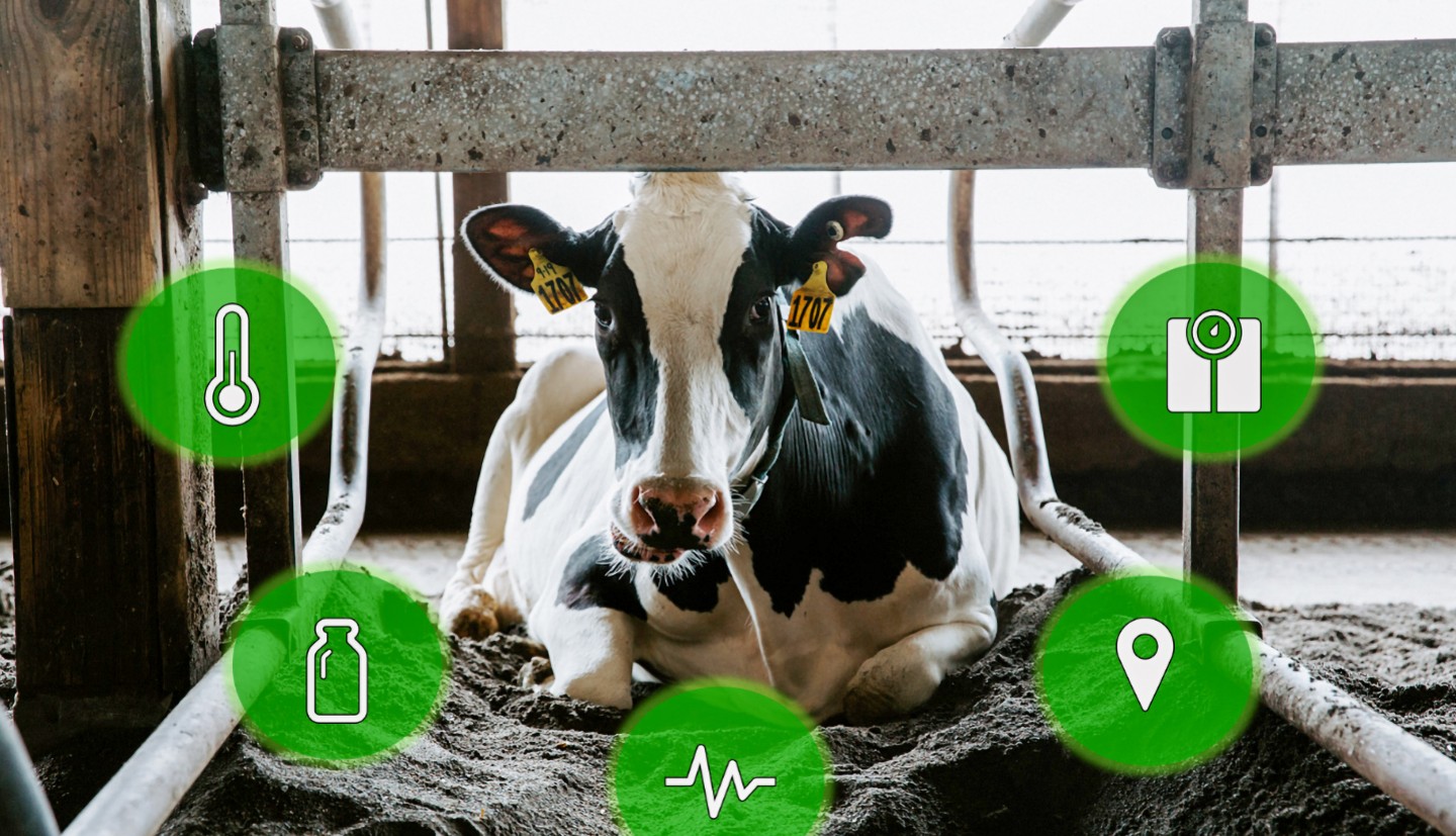 a cow lies in the barn surrounded by data icons