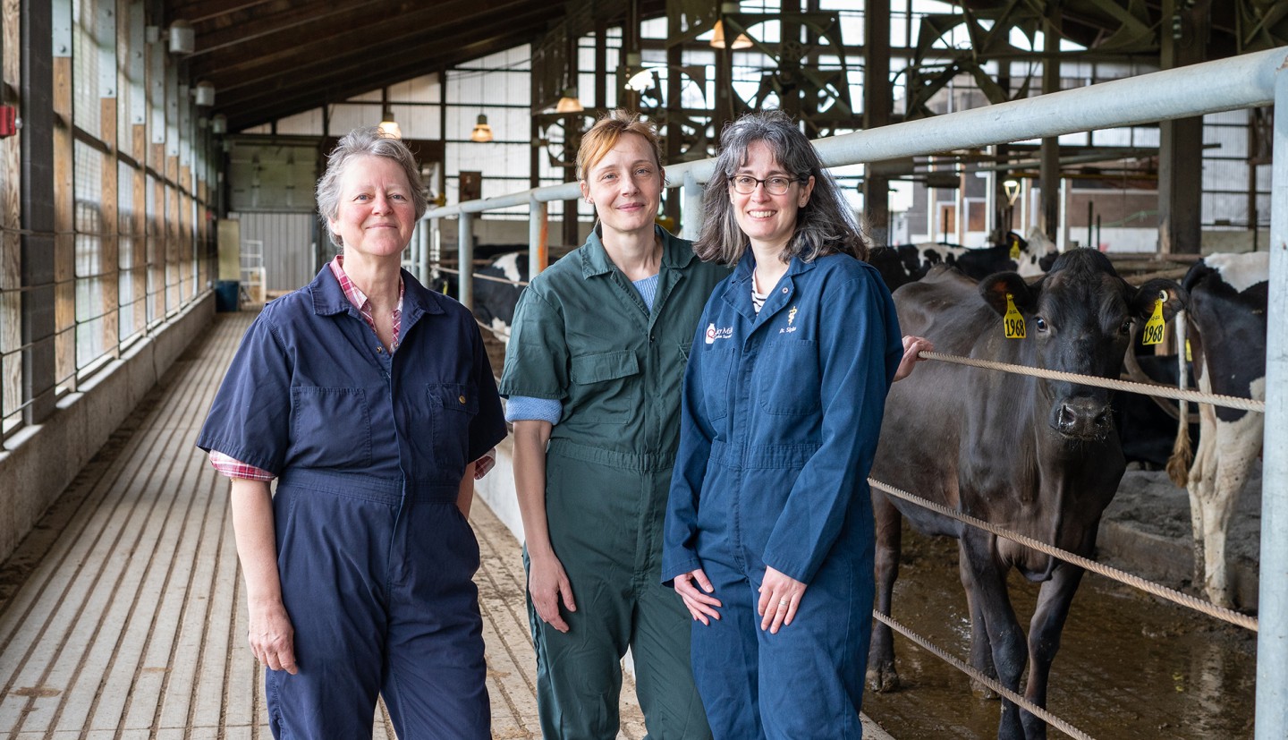 Veterinarians in a cow barn