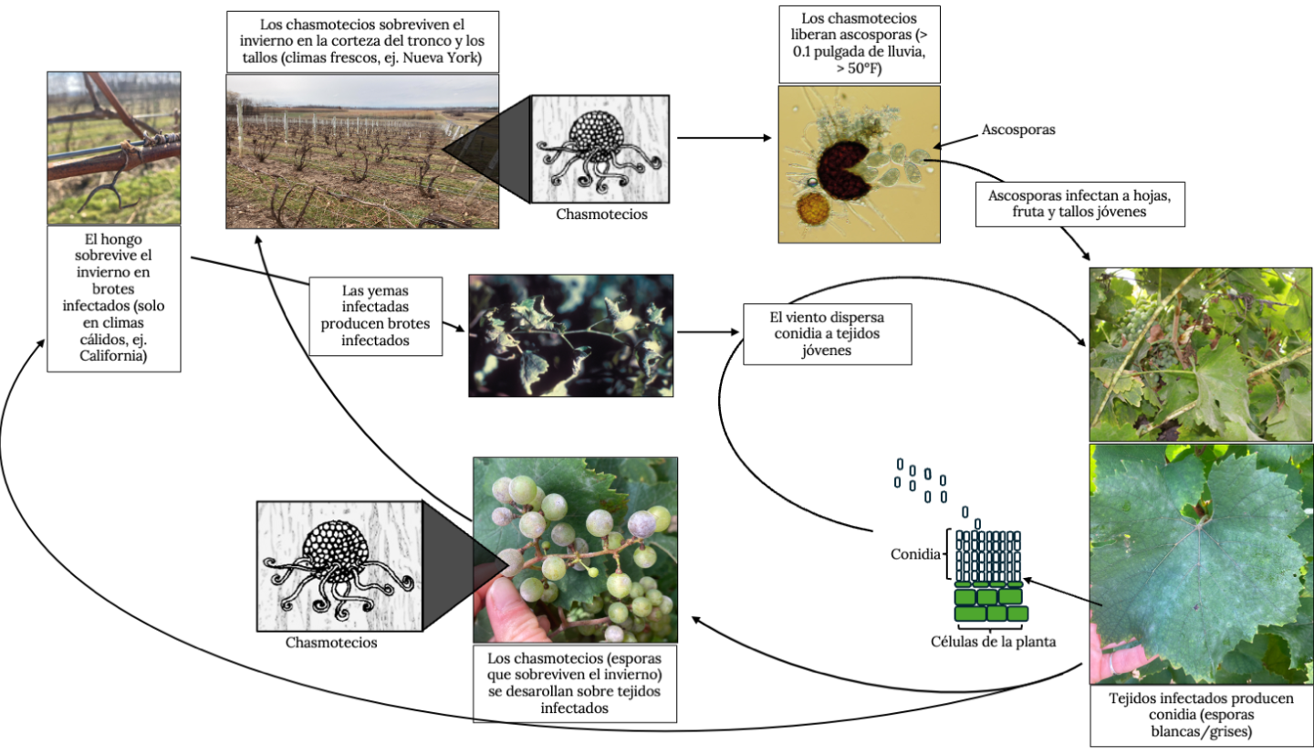 El ciclo inicia con lluvia >0.1 pulgadas y temperatura >50°F, liberando ascosporas que infectan hojas jóvenes, racimos, tallos y raquis. Surgen conidios blanquecinos-grisáceos en hojas y bayas, y lesiones marrones en tallos. El viento propaga los conidios a tejidos nuevos. Después, se forman chasmostecios que invernan en la corteza de la vid y liberan nuevas ascosporas en primavera, repitiendo el ciclo.