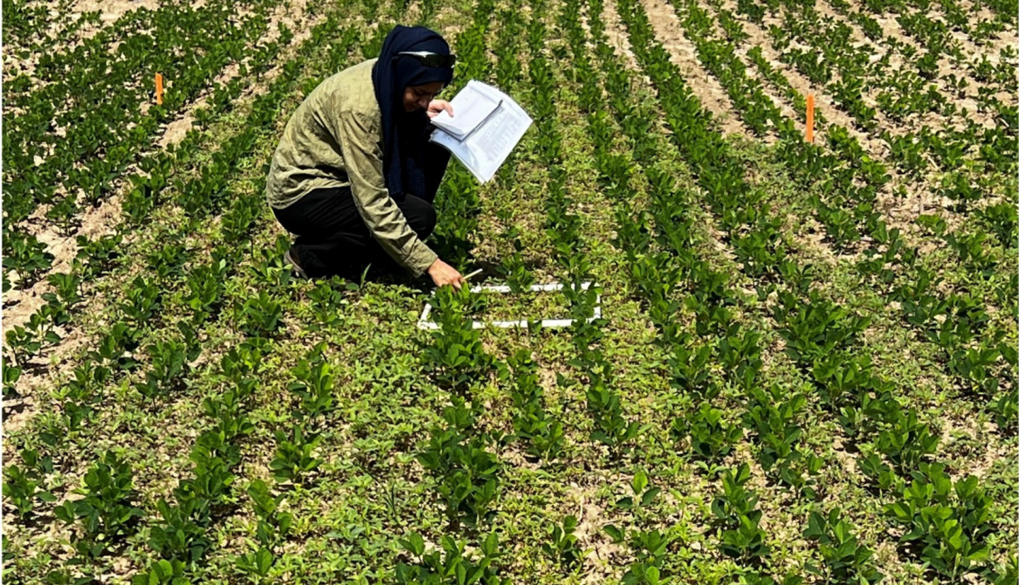 Midhat Tugoo, a PhD student studying soil and crop sciences, measures waterhemp growth in sections of a soybean field treated with various herbicides.