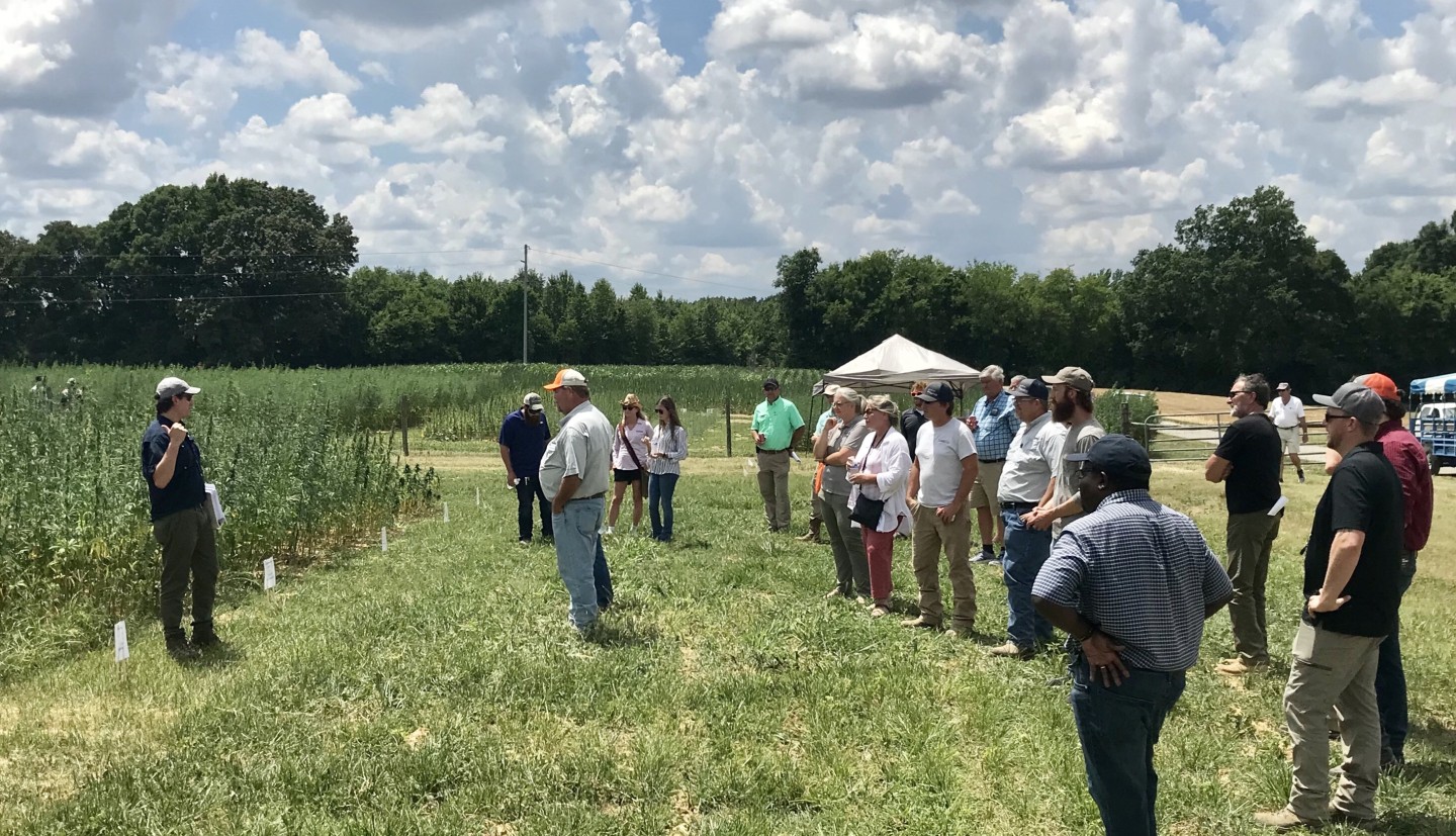 Hemp day in the field