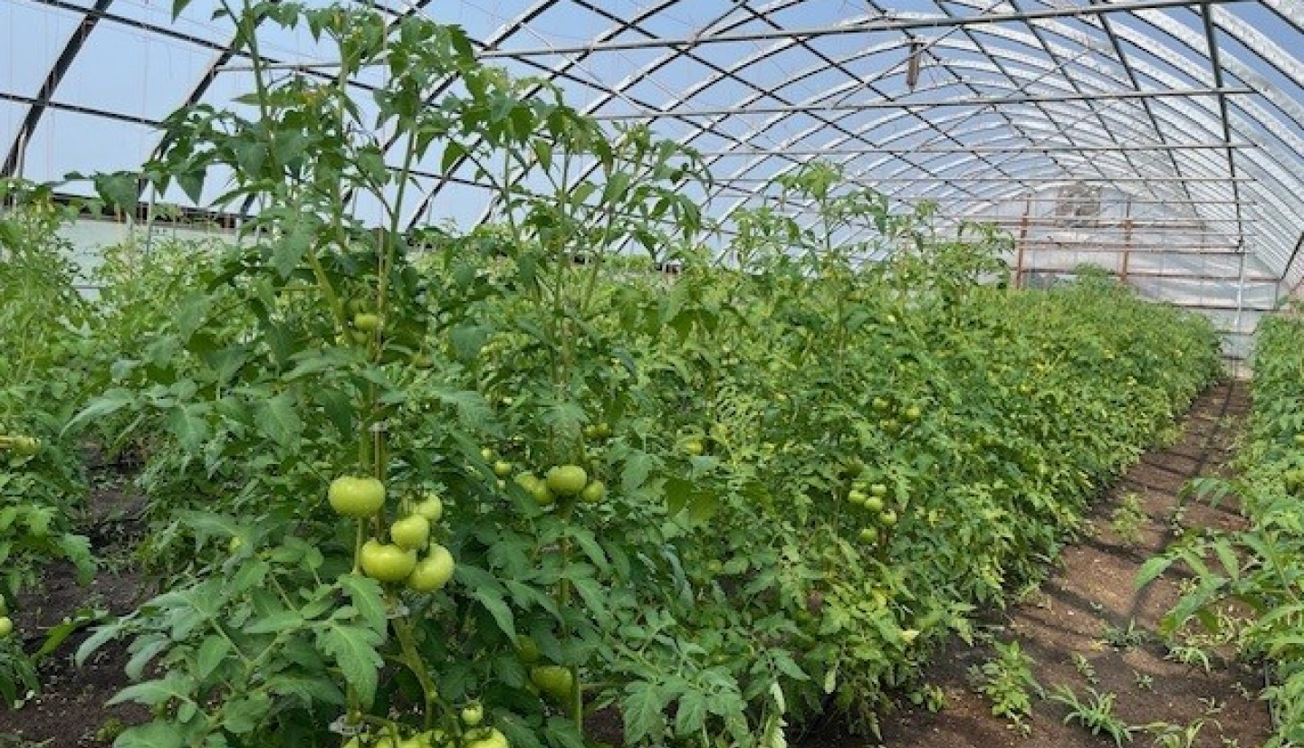 Tomatoes growing in high tunnel