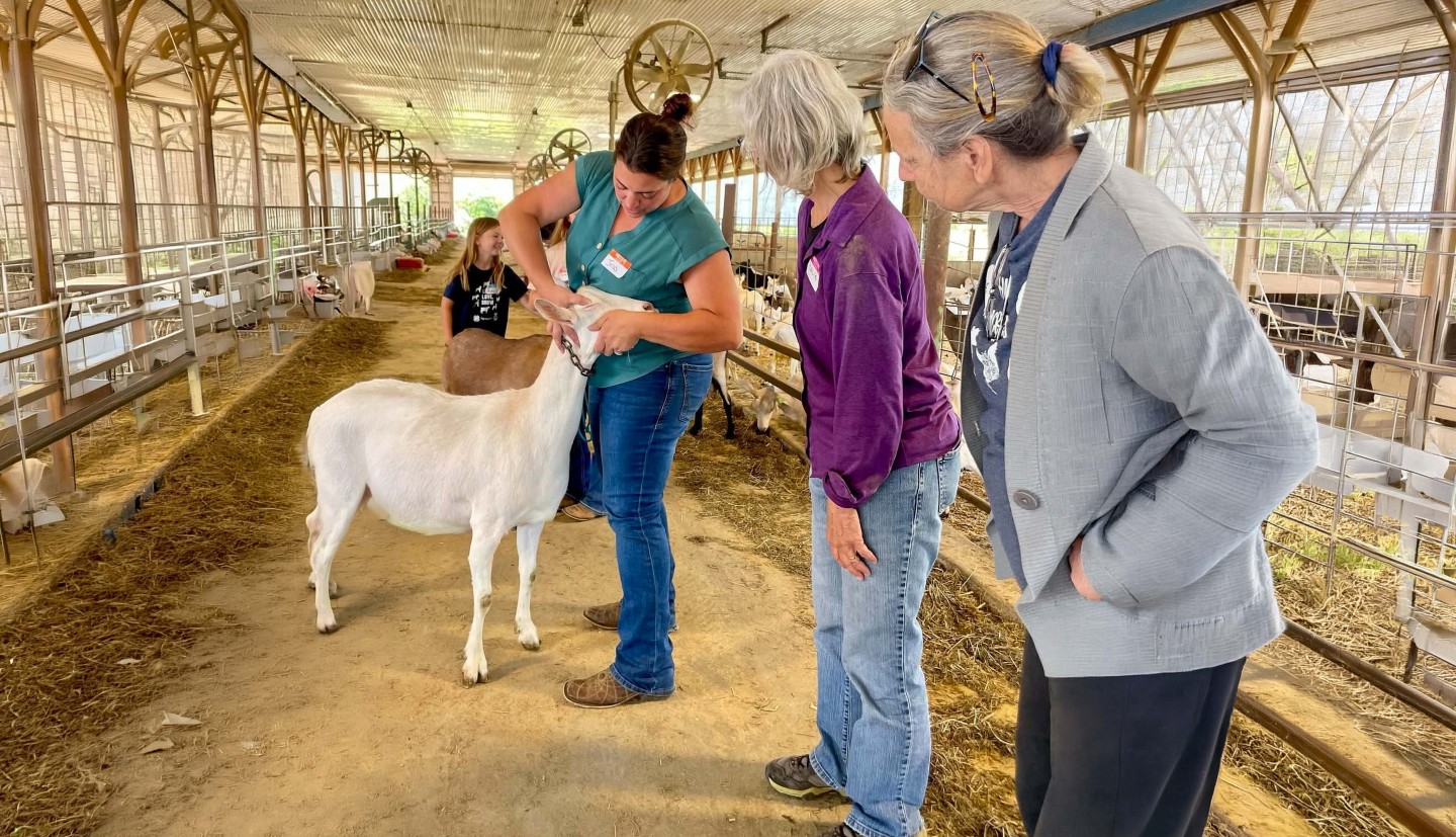 a woman inspect's a goats eye while two women watch