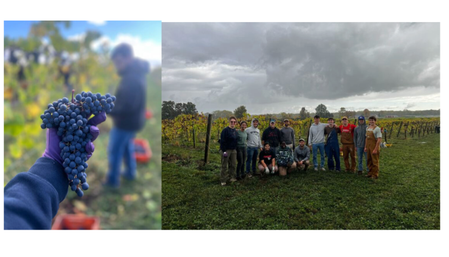 hand holding grapes (left) & lab group pic in a vineyard (right)