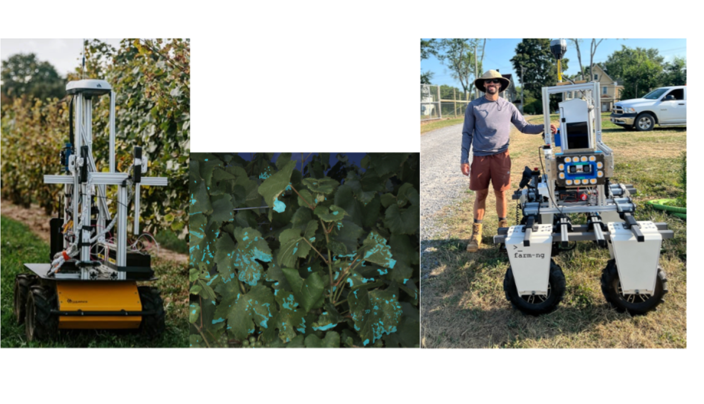 robot in vineyard (left), grapes w/ disease (center), man standing w/ robot (right)