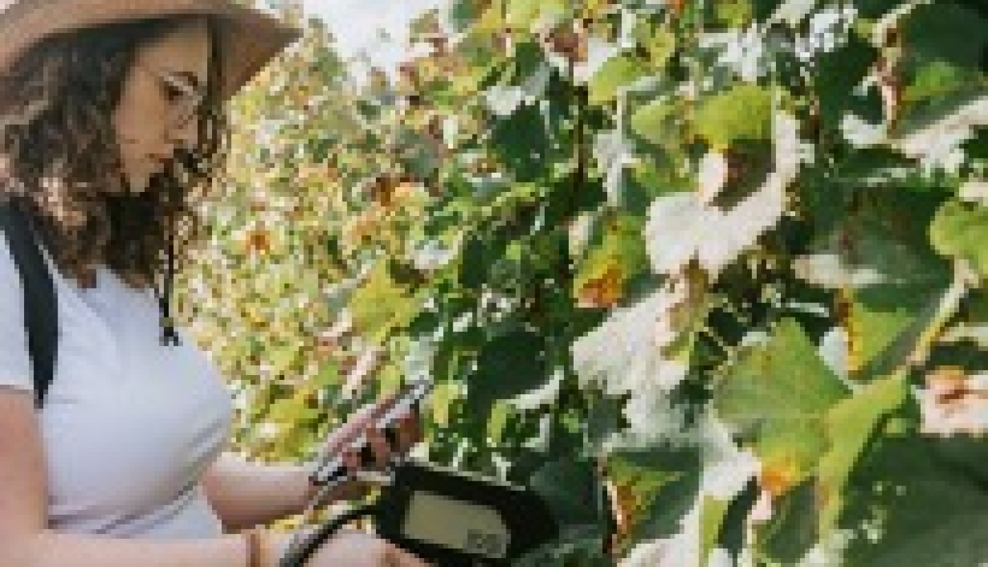 woman holding sensor in vineyard next to grapes