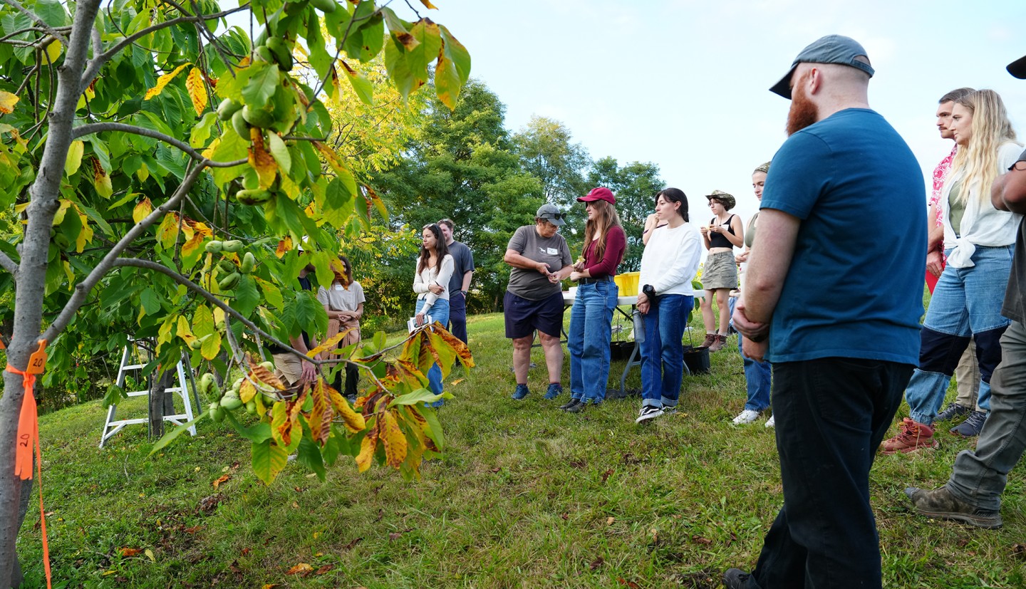 people looking at pawpaw trees