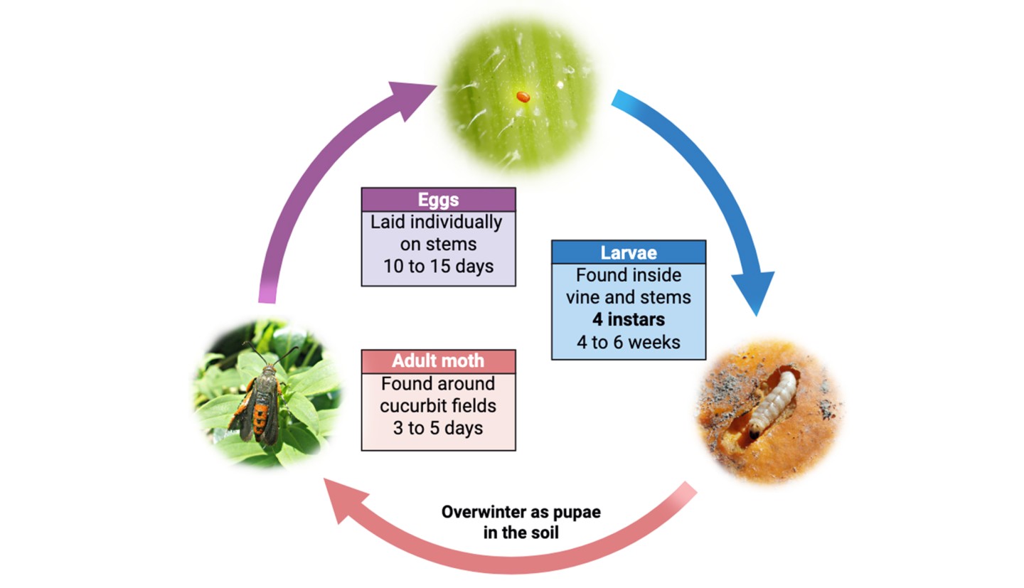 A circular, clockwise diagram of the life cycle of squash vine borer. Stage 1 is at the top with an egg, which are laid individually on vines and hatch after 10 to 15 days. Next at stage 2 is a larva, which will grow through 4 instars inside of cucurbit vines over 4 to 6 weeks. Larva will then overwinter in the soil as pupae. Finally at stage 3 is an adult moth, which emerges after the winter and has a life span of 3 to 5 days. Moths will lay eggs before they die, completing the cycle.