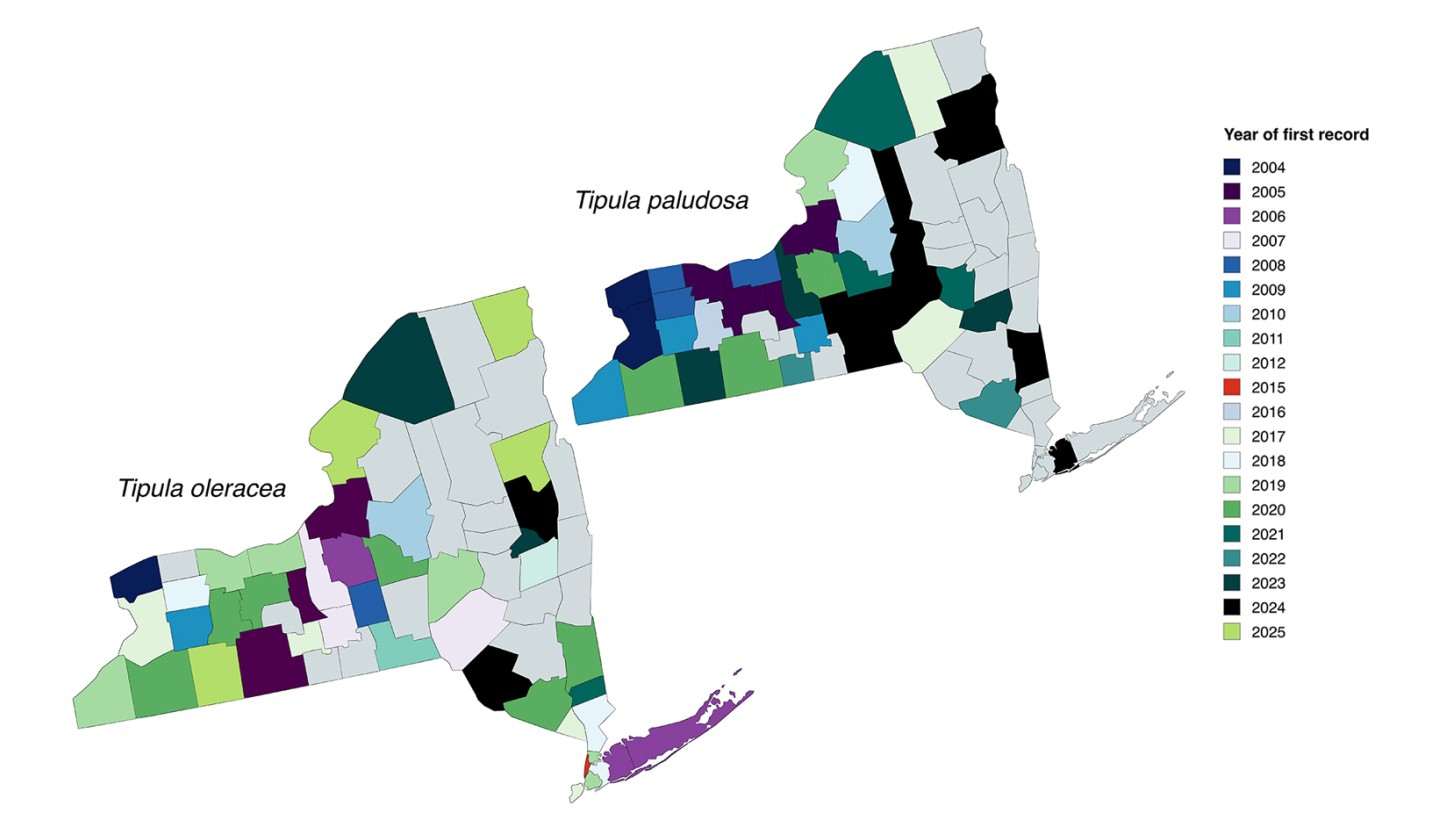 Two side by side maps of New York State divided by counties, with the distribution of T. oleracea on the left and T. paludosa on the right. Counties are color coded by the year the pest was first recorded in that county with a color coded figure legend to the right of the maps. 