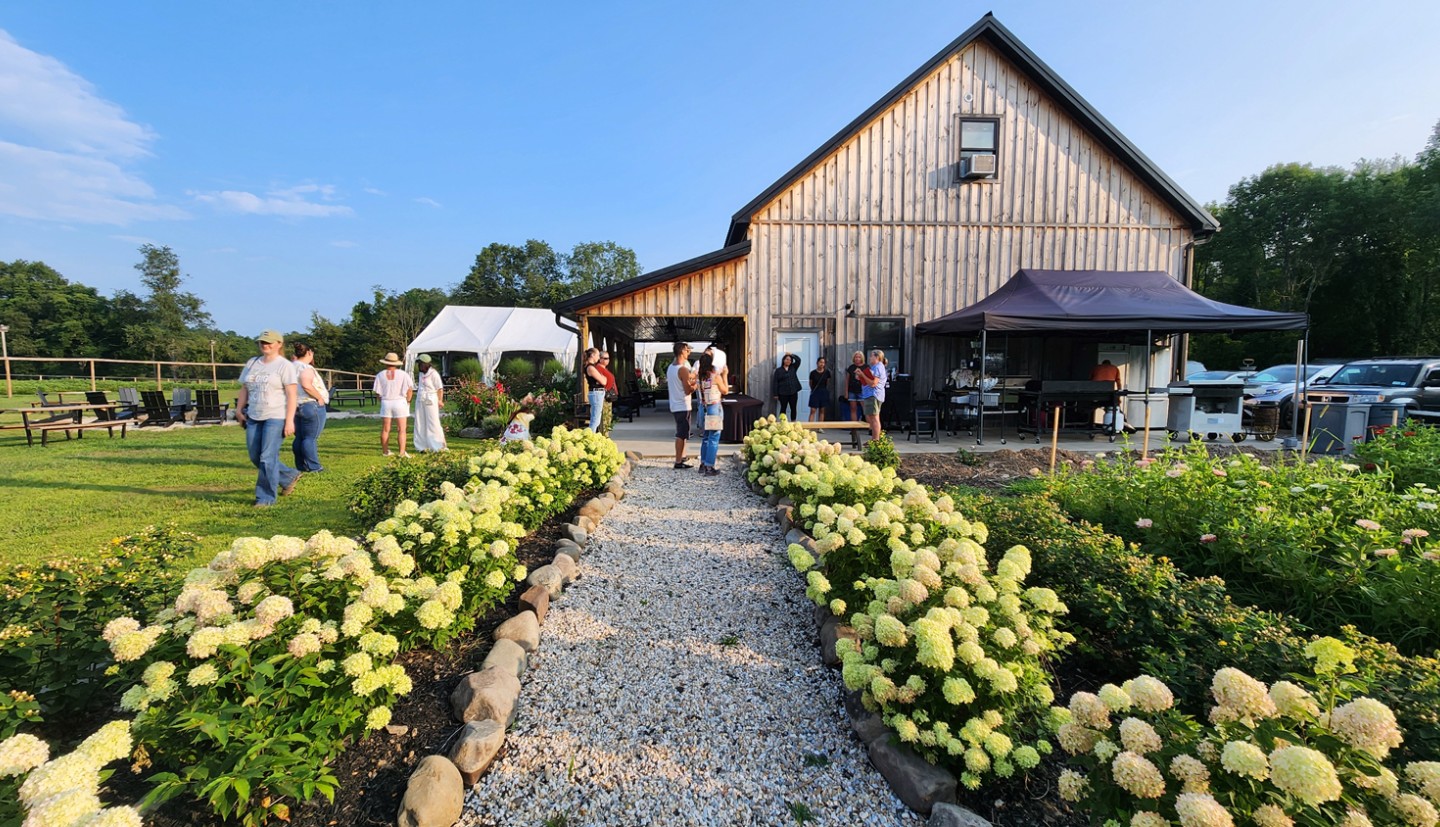 An outdoor daytime event at a rustic, vertical-wood barn. A gravel pathway lined with rounded stones and blooming light-green hydrangeas leads towards the barn where people are gathered. To the left, guests walk on a grassy lawn featuring a white event tent in the distance, while a black canopy tent is set up beside the barn on the right under a clear blue sky.