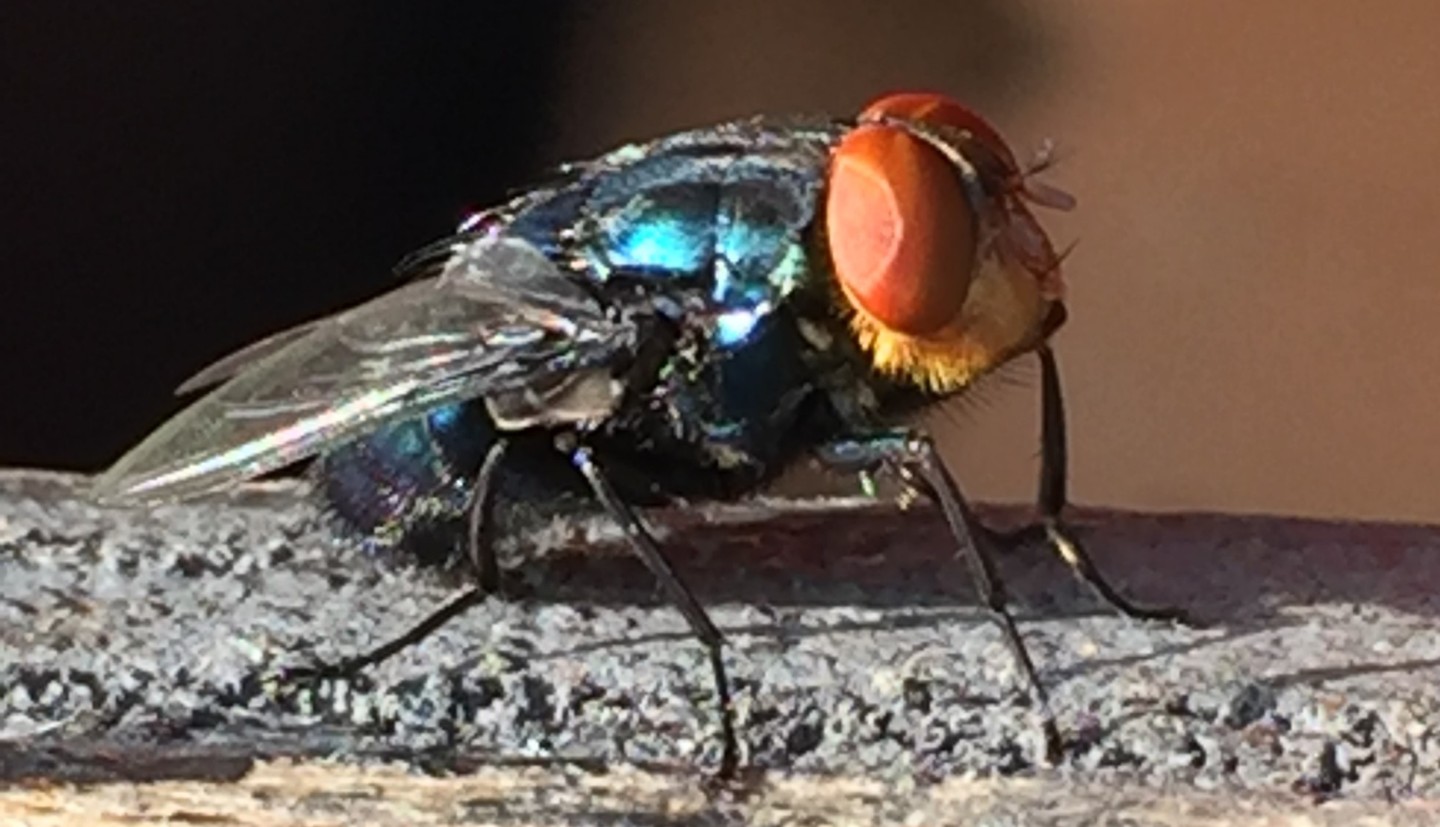 fly