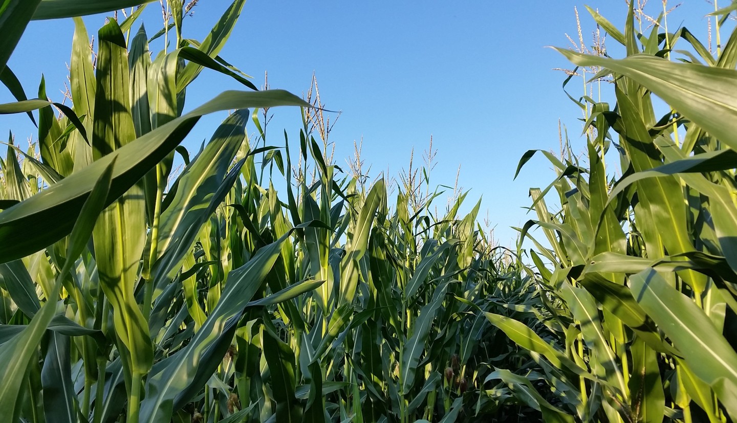A corn field.