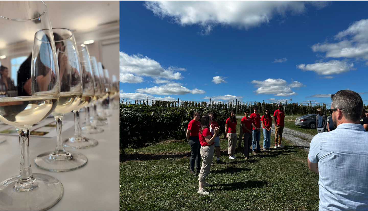 wine glasses (left); people standing in a vineyard (right)