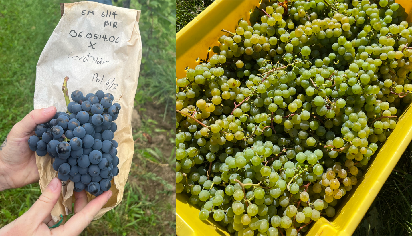 grape cluster held in hands (left); picking bin full of grapes (right)