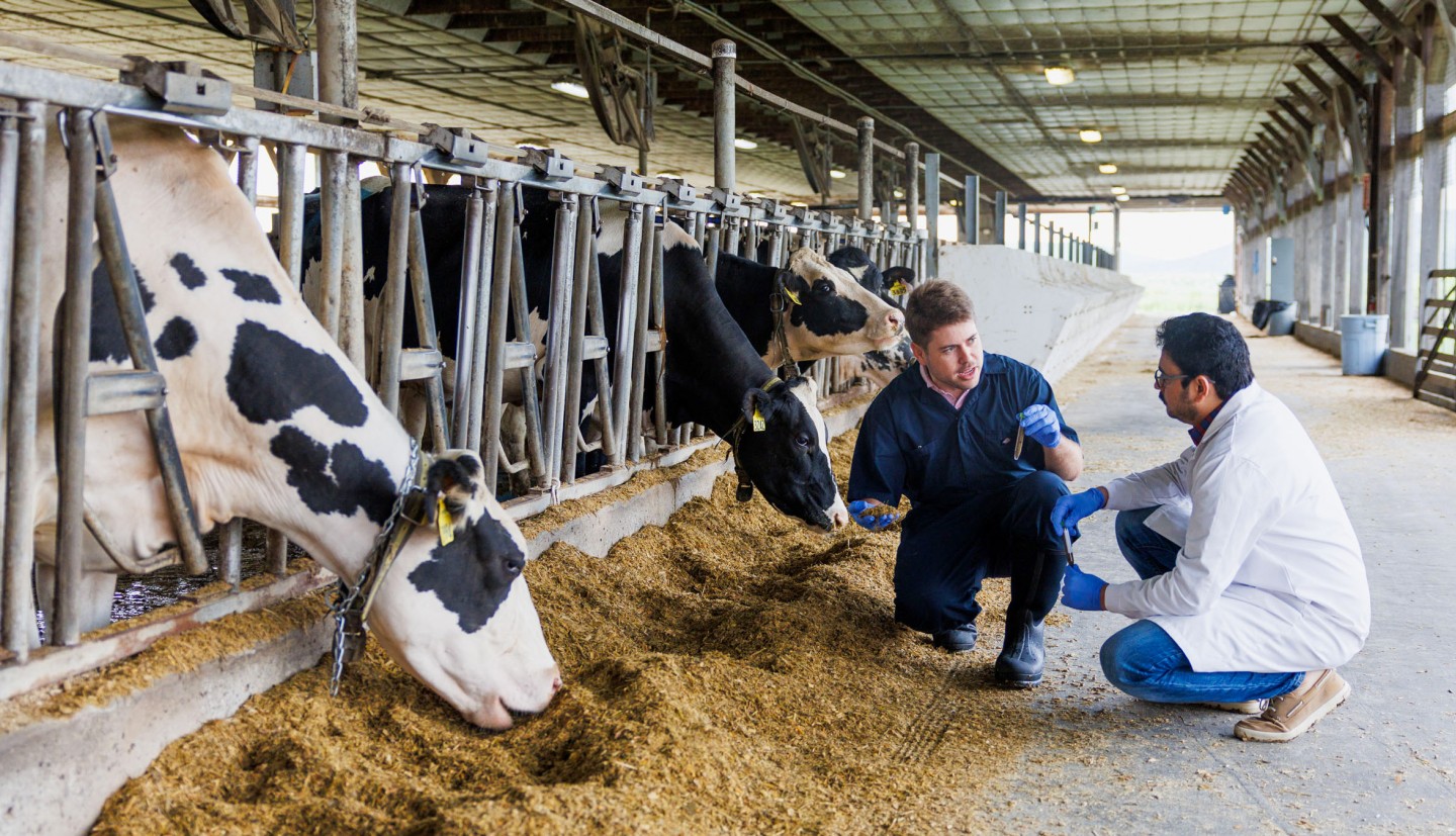 a man holds a vial of fluid and a handful of cattle feed and talks to another man as the two of them crouch in front of a row of cows who are eating feed