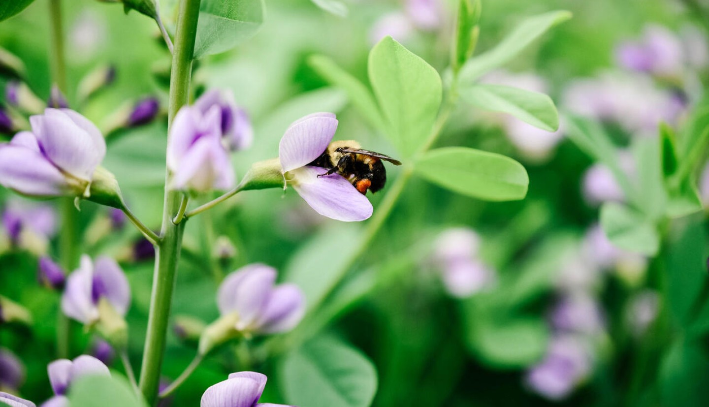 Bee on plant