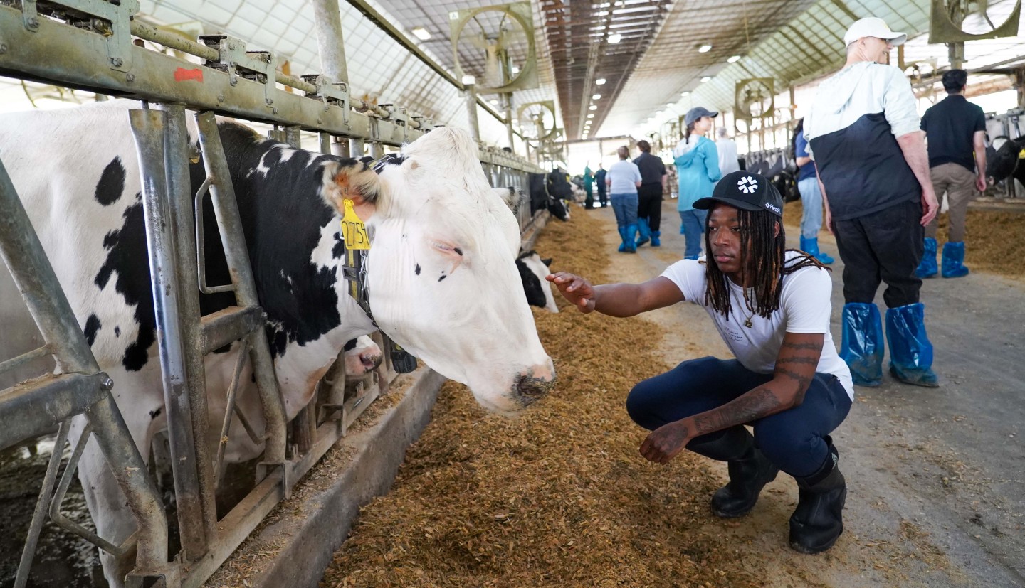 a man crouches in front of a dairy cow and reaches out his hand to touch her head