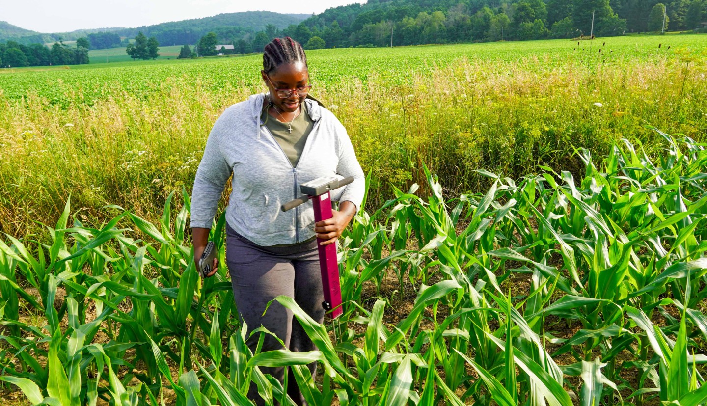 A woman walks in a corn field holding a piece of tech