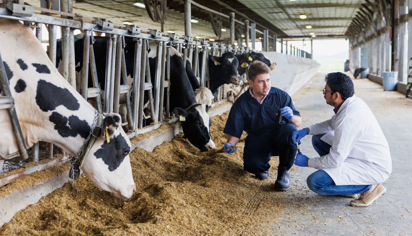 two men crouch by a cow-feed trough, looking at the feed and taking together while cows eat around them