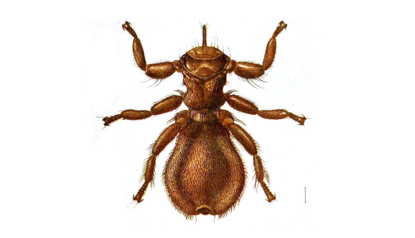 Illustration of a sheep ked (Melophagus ovinus), a wingless, reddish-brown parasitic fly shown from above on a white background. The insect has a flattened, leathery body covered with short bristles, six stout legs with strong claws adapted for gripping wool, a small head, and a large oval abdomen.