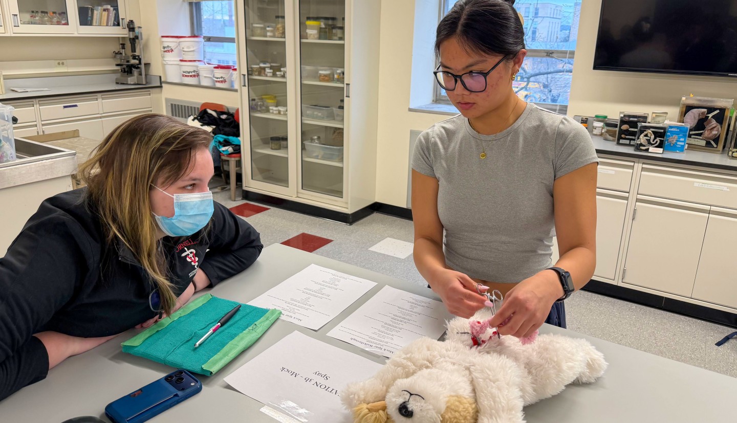 a woman watches while another woman surgically opens the abdomen of a stuffed toy cat