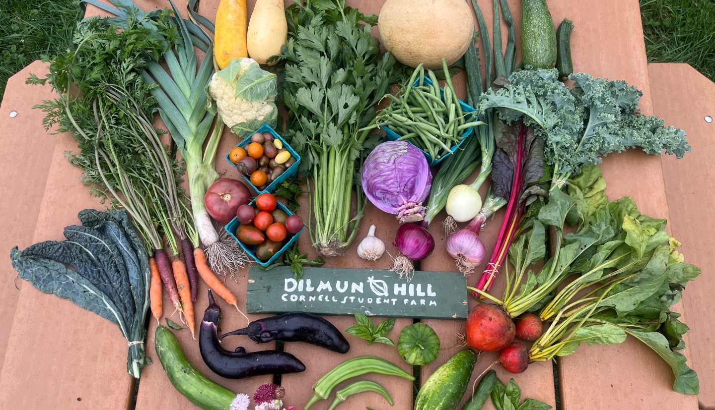 Produce displayed on a picnic table with a small sign that reads "Dilmun Hill Cornell Student Farm"