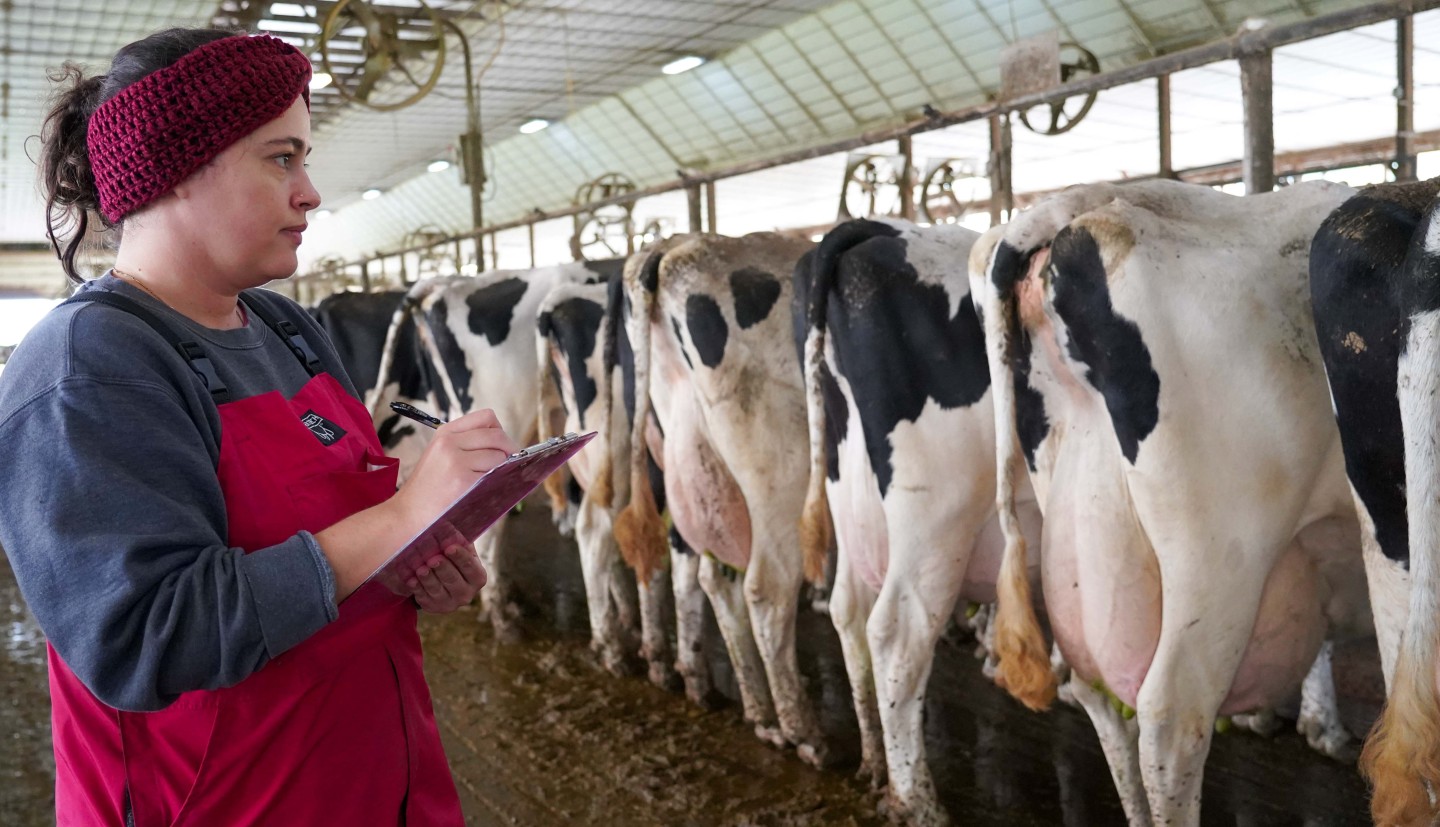 a woman stands with a clipboard, looking at the rumps of a row of cows in a barn