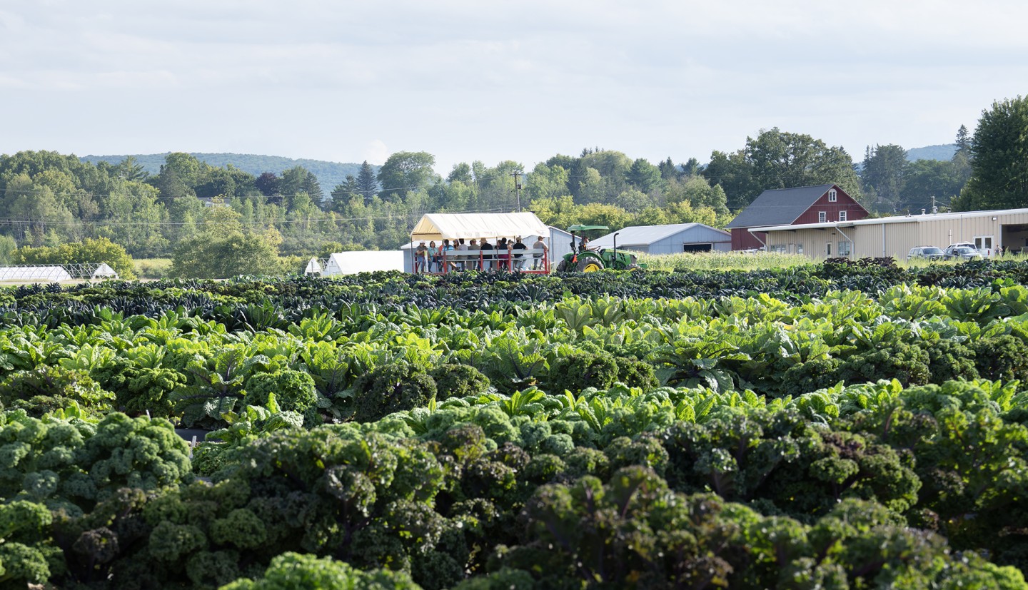 Kale trials with buildings and a group of people