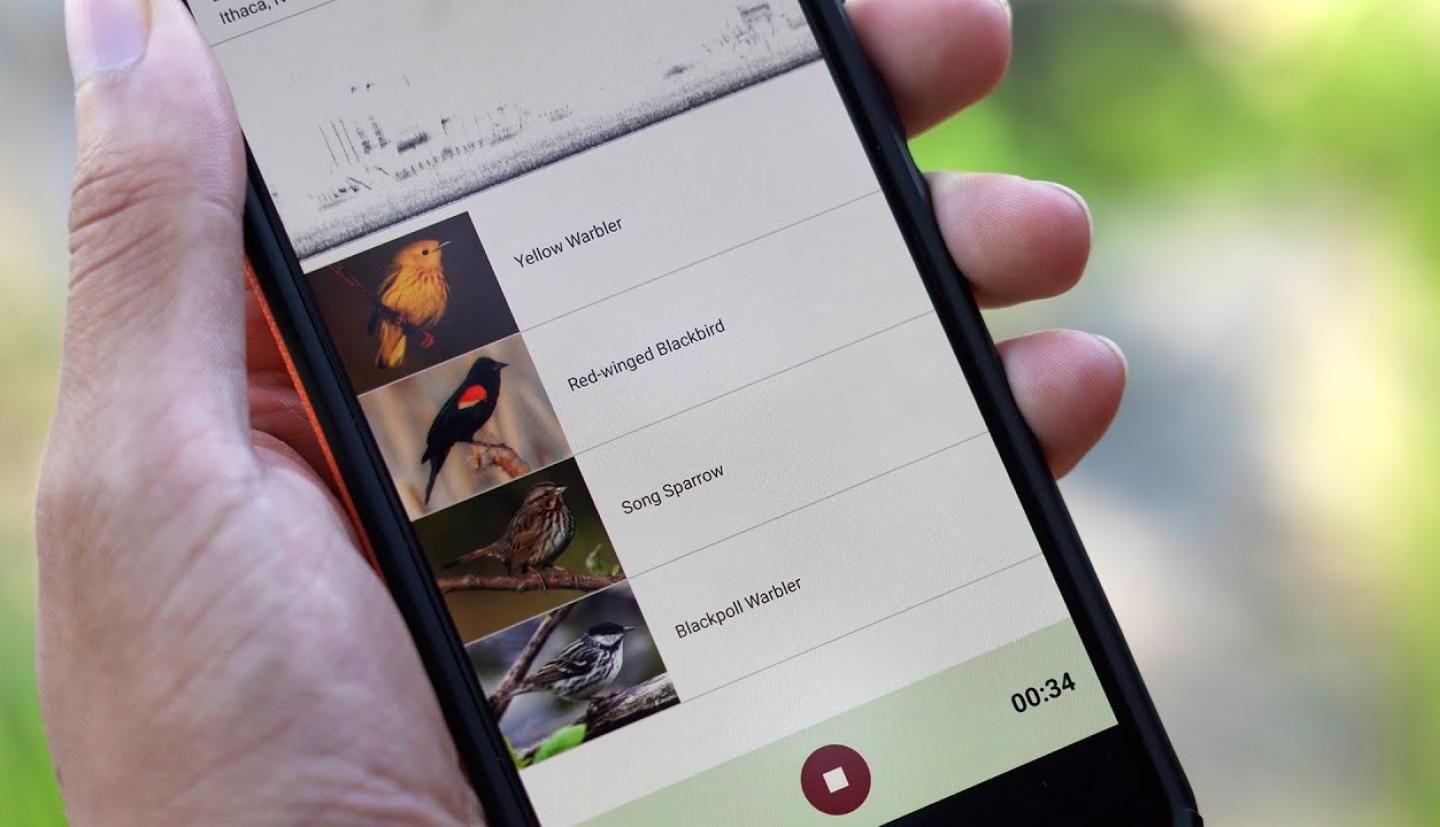 What bird is singing? Merlin Bird ID app offers instant answers | CALS
