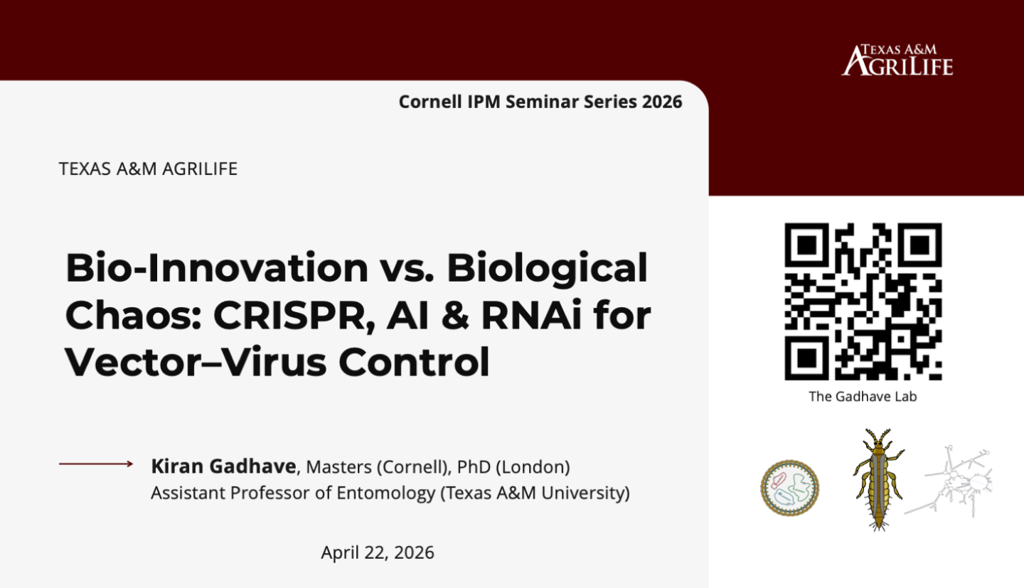 Presentation slide: Cornell IPM Seminar Series 2026. Texas A&M AgriLife logo. Title: Bio-Innovation vs. Biological Chaos: CRISPR, AI & RNAi for Vector–Virus Control. Speaker: Kiran Gadhave, Masters (Cornell), PhD (London), Assistant Professor of Entomology (Texas A&M University). Date: April 22, 2026. In the bottom right, there's a QR code for The Gadhave Lab and small illustrations of a virus, an insect, and a molecular structure.