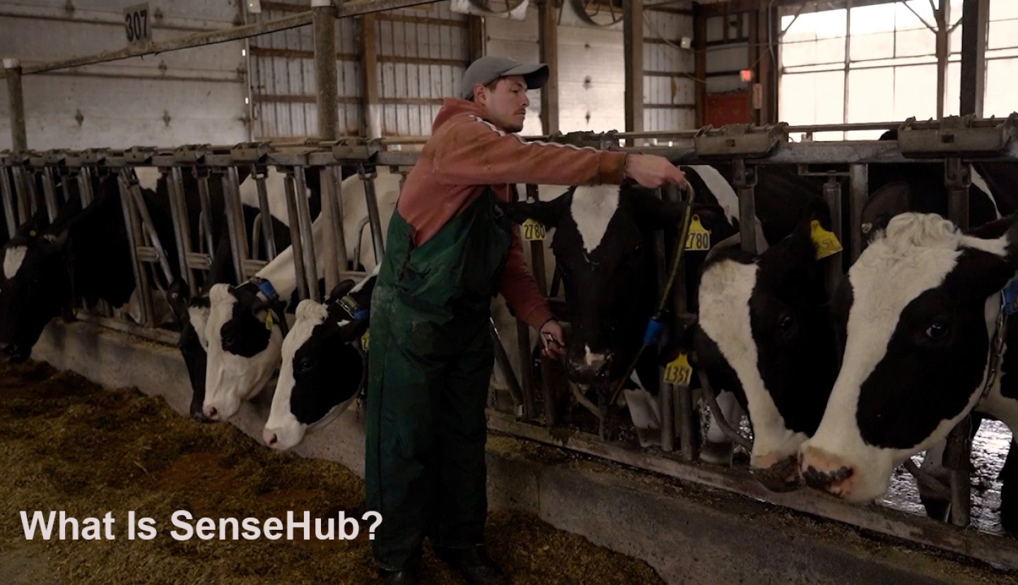 a man puts a collar on a cow