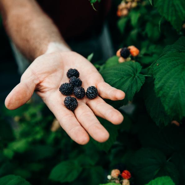 berries in hand