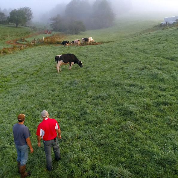 Men observing cows in a field