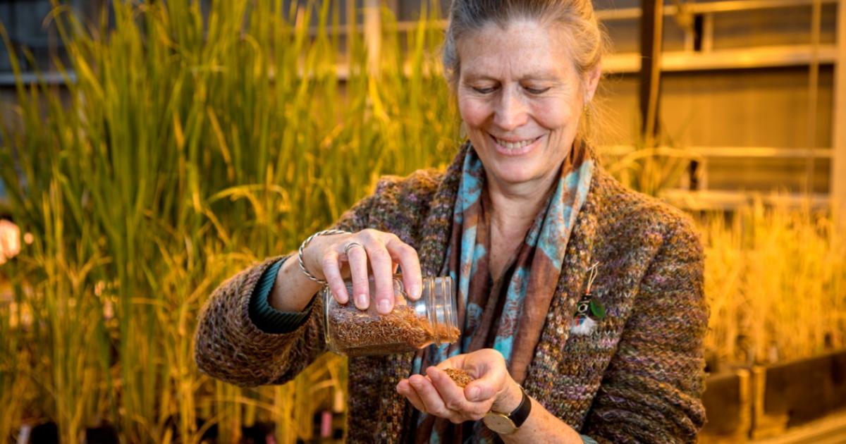 Nutritious red rice developed for the U.S. | CALS