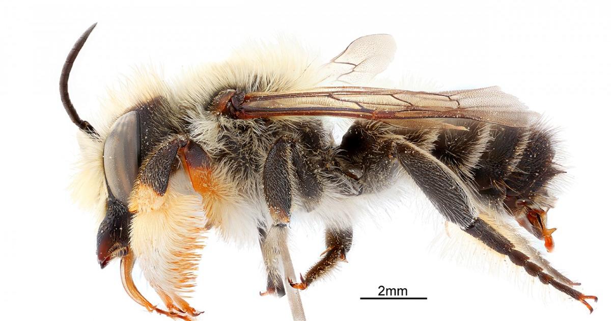 Study challenges widely held assumption of bee evolution | CALS
