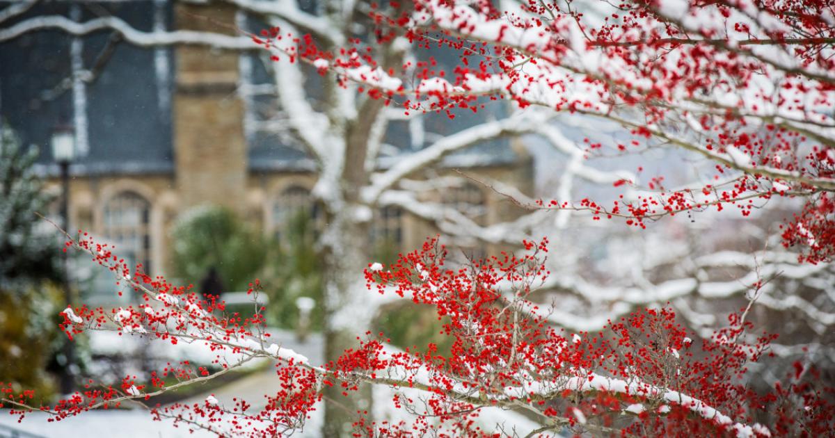 Your Cornell CALS Holiday Handbook CALS