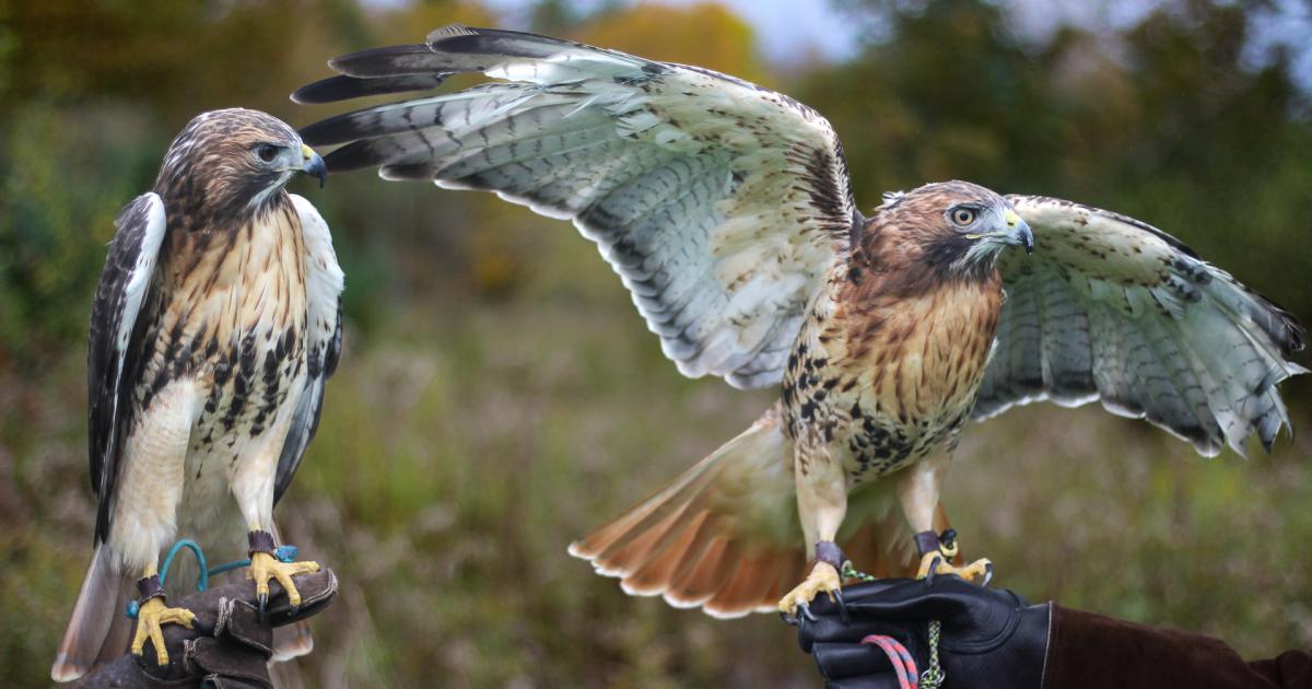 Cornell Raptor Program educates, engages undergrads, local community | CALS