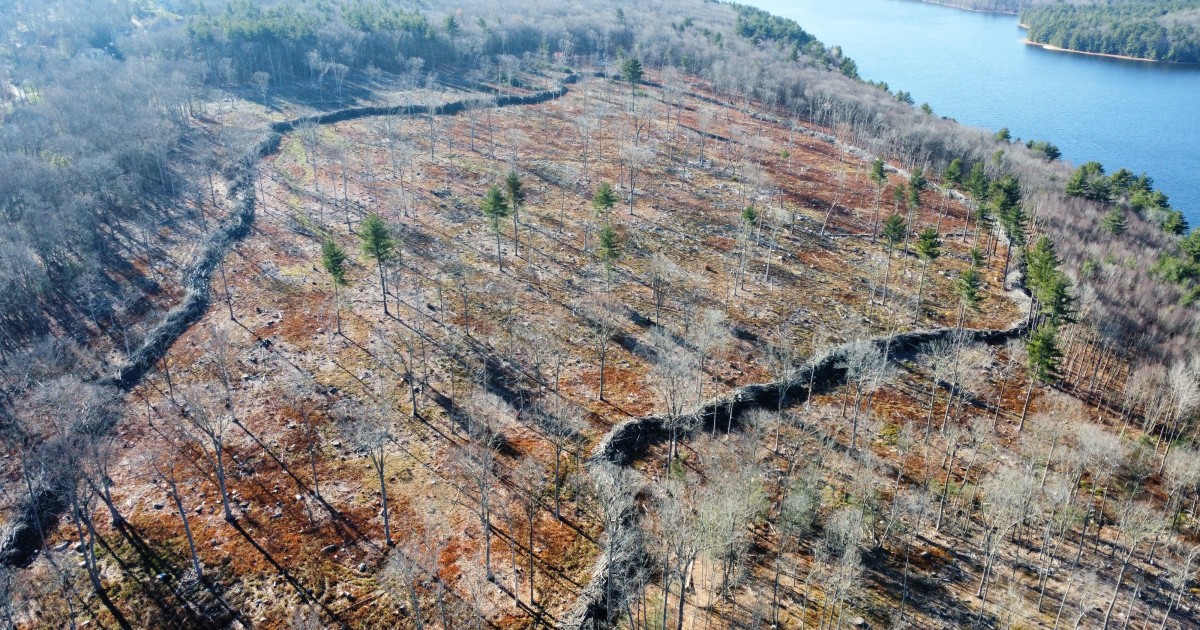 Slash Walls Prevent Deer Impacts to Forest Regeneration | CALS