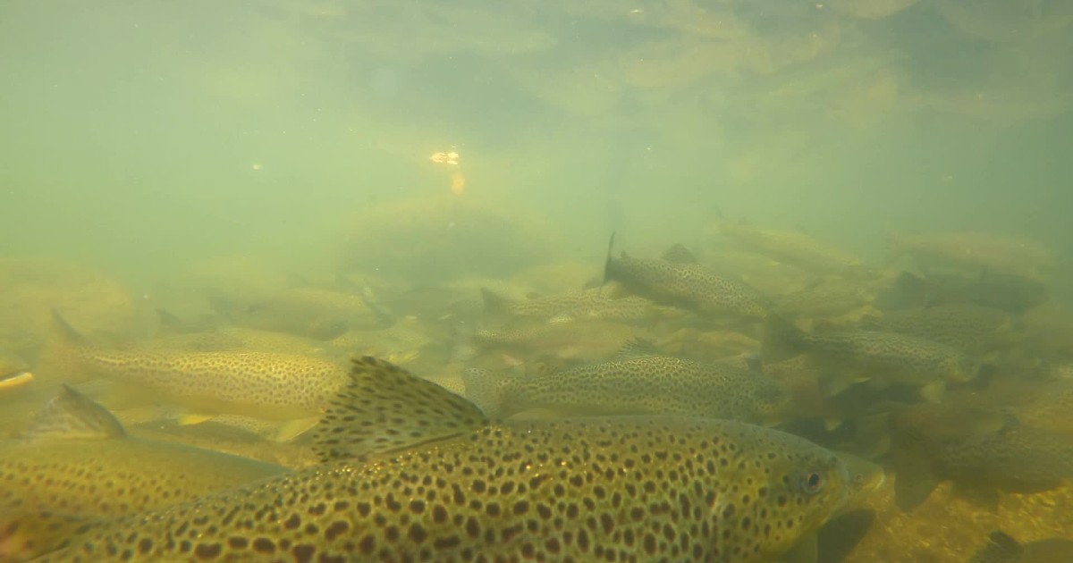 NY fish and wildlife research unit: 60 years of conservation ...