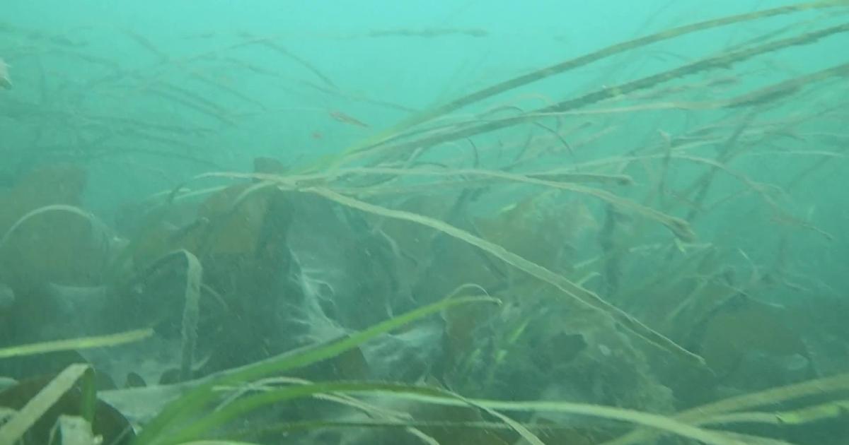 Hunting eelgrass disease in the San Juan Islands | CALS